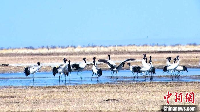 圖為成群的黑頸鶴“翩翩起舞”?！‘?dāng)智 攝