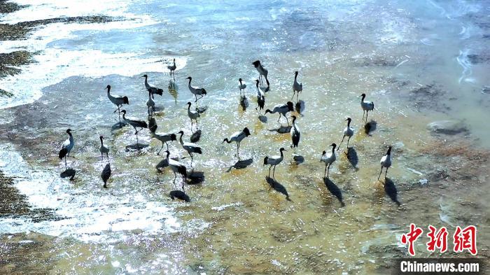 圖為黑頸鶴群駐足休憩?！￡惷髡?攝