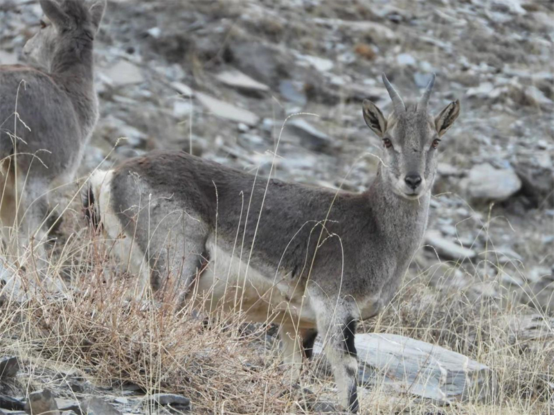 巖羊。圖片來源：農(nóng)牧民大自然攝影隊