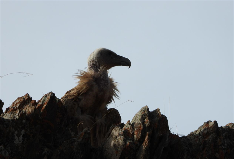 高原兀鷲。圖片來源：農(nóng)牧民大自然攝影隊