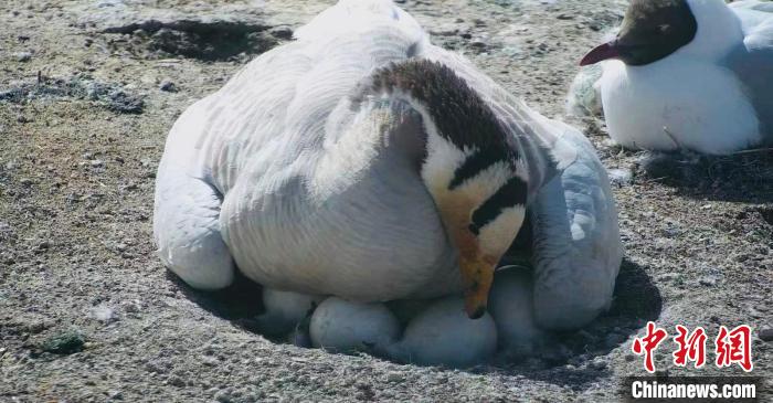 圖為斑頭雁孵蛋?！【G色江河 供圖