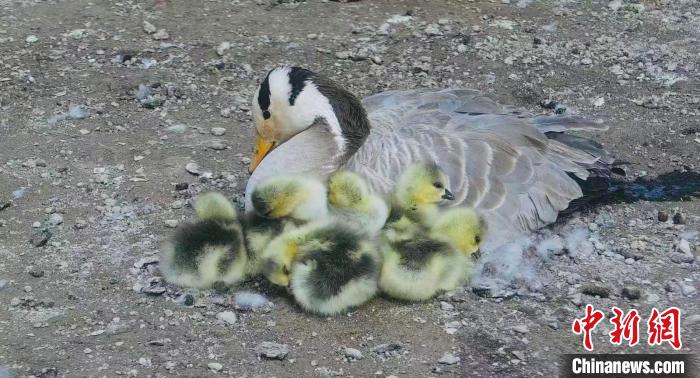 圖為斑頭雁母親和孩子們?cè)谝黄??！【G色江河 供圖