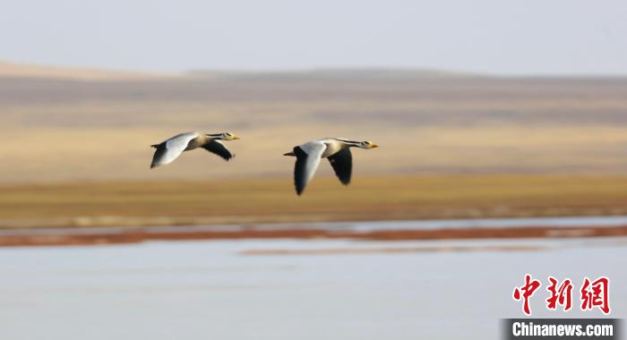 圖為飛翔的斑頭雁。　綠色江河 供圖
