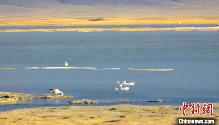 圖為斑頭雁在班德湖中休憩?！【G色江河 供圖