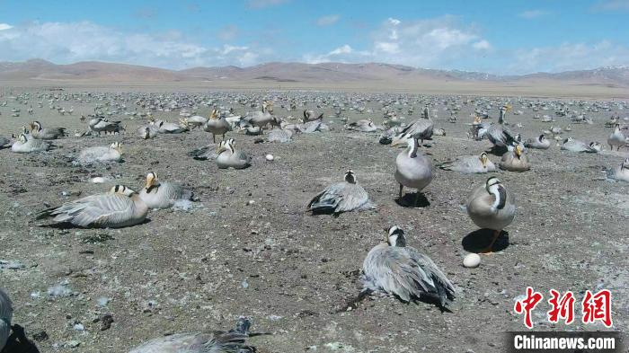 圖為斑頭雁在空地上孵蛋?！【G色江河 供圖