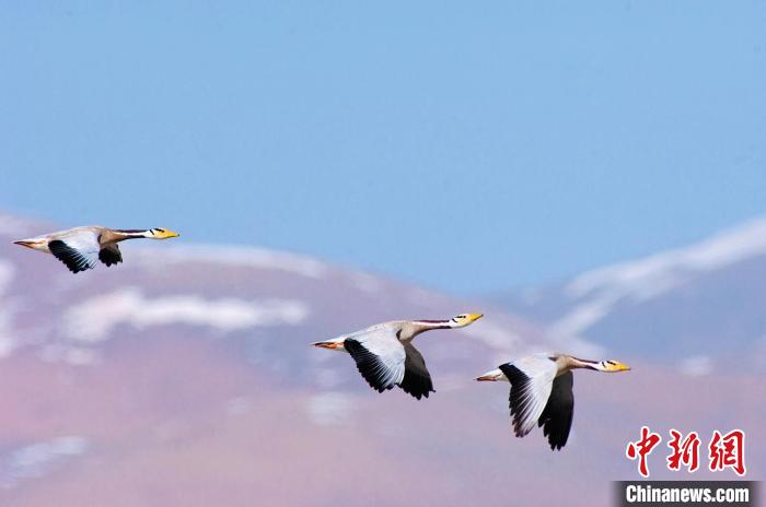 圖為斑頭雁在空中飛行?！【G色江河 供圖