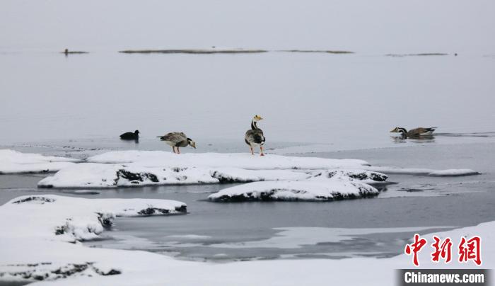 圖為斑頭雁在班德湖邊嬉戲?！【G色江河 供圖
