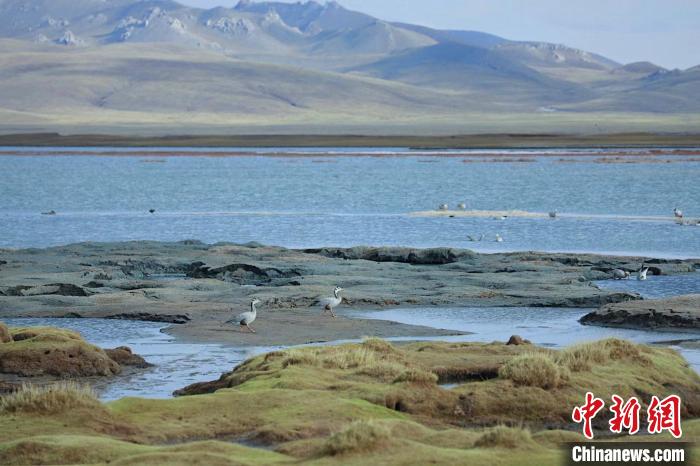圖為斑頭雁在班德湖中覓食?！【G色江河 供圖
