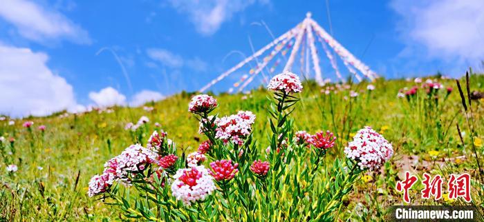 圖為草原一角?！?韓麗 　攝