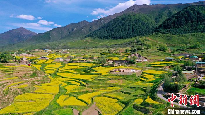 圖為加吾鄉(xiāng)的油菜花?！￡P(guān)卻才讓 攝