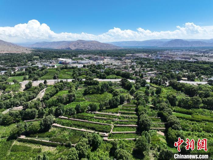 航拍貴德縣黃河岸畔綠意盎然?！●R銘言 攝