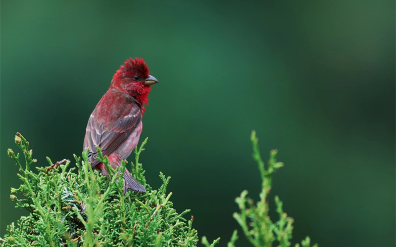 普通朱雀。江文江措攝