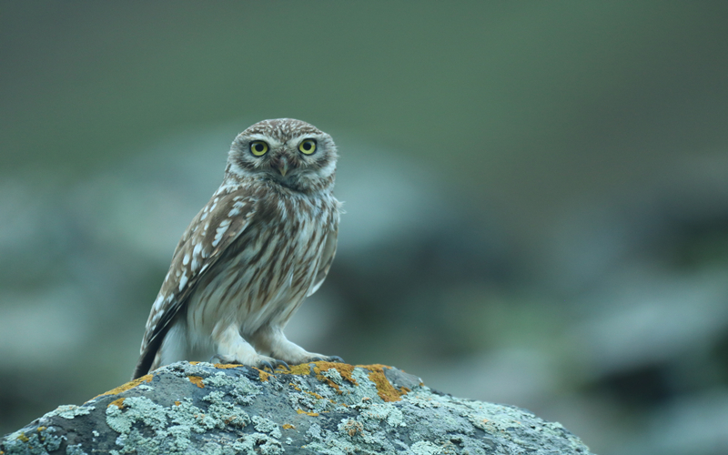 縱紋腹小鸮。江文江措攝