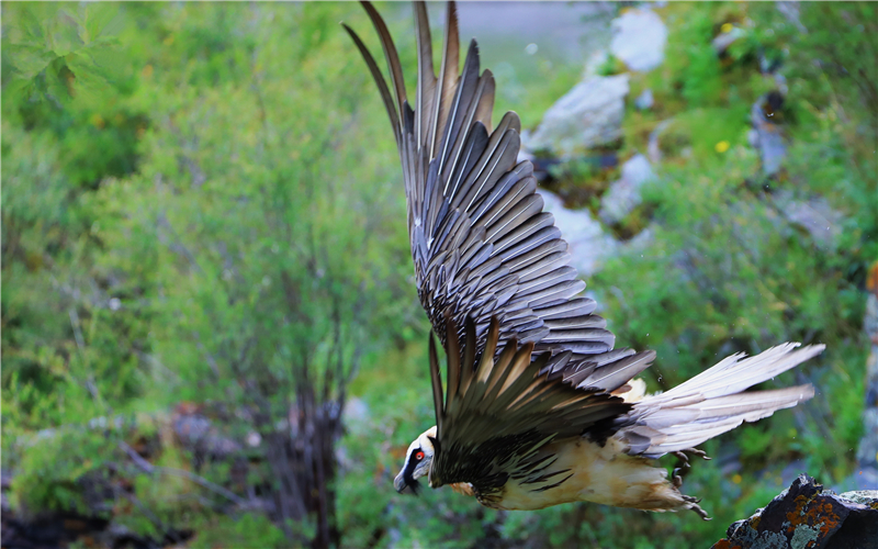 胡兀鷲。江文江措攝