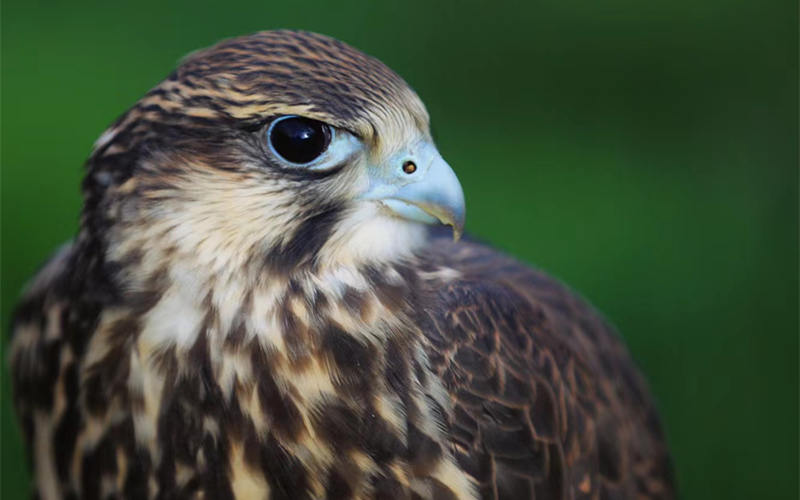 獵隼。江文江措攝