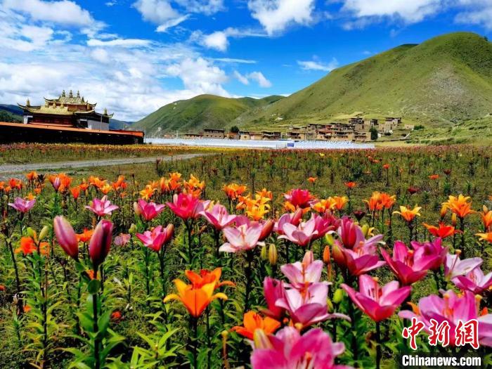 近百畝百合花競相開放，景色誘人?！∪捞量h委宣傳部供圖