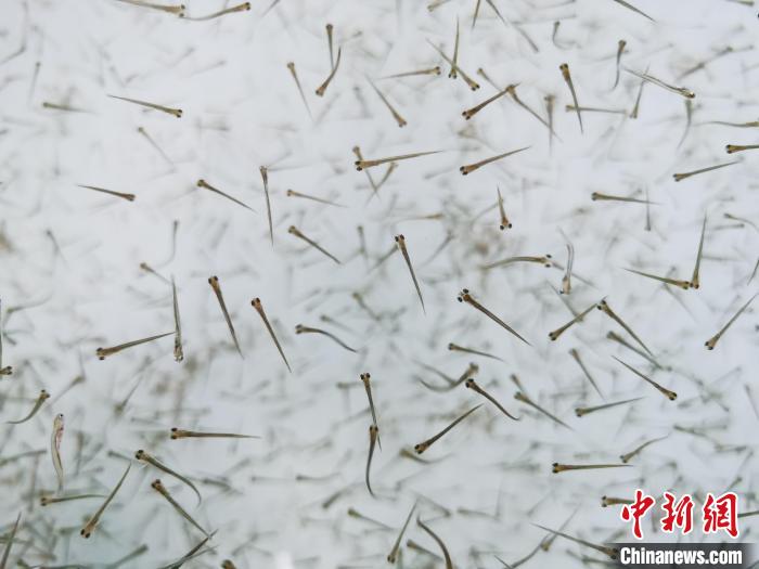 探訪青海湖湟魚“育嬰室”：“密集”育苗，體重10克放流