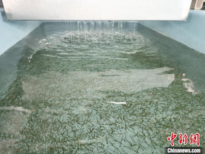 圖為正在育苗?！?zhí)砀?攝