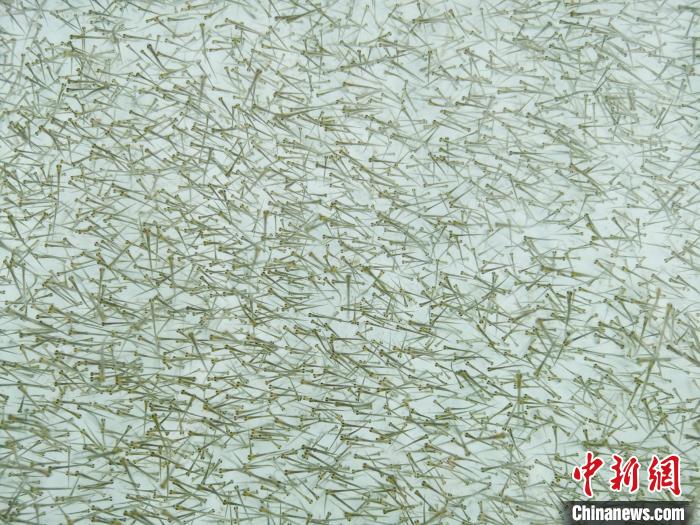 圖為密集培育的魚苗?！?zhí)砀?攝