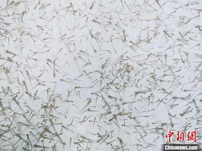 圖為魚苗。　張?zhí)砀?攝