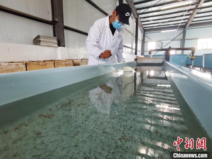 圖為工作人員檢查魚苗?！?zhí)砀?攝