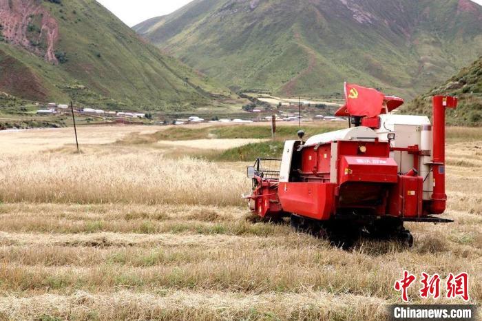 圖為秋收現(xiàn)場(chǎng)?！∮駱渲菸麄鞑抗﹫D