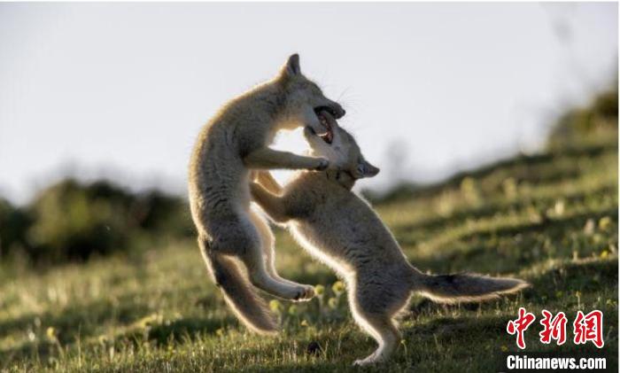 圖為郝進(jìn)芳的作品《難分勝負(fù)》?！∏嗪Ｊ∑钸B山自然保護(hù)協(xié)會(huì)供圖