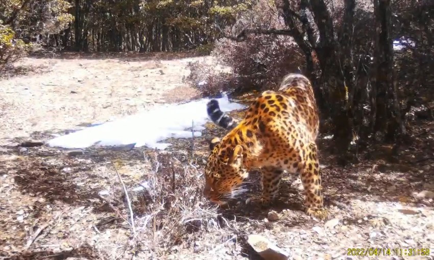 金錢豹。涼山州委宣傳部供圖