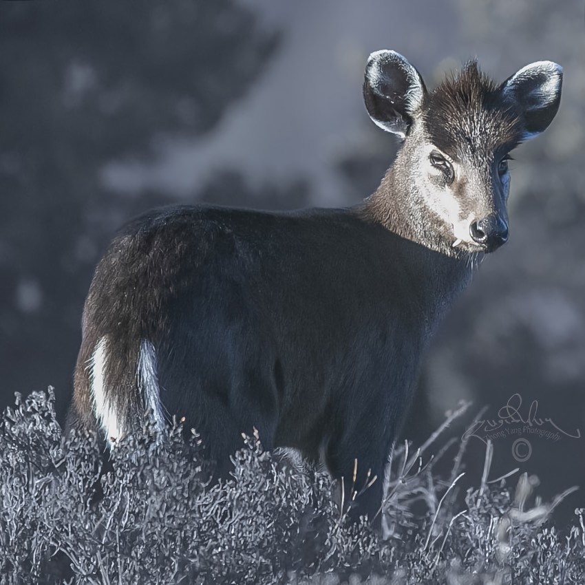 毛冠鹿。涼山州委宣傳部供圖