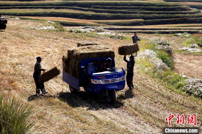 圖為飼草晾曬、打捆?！●R芝芬 攝