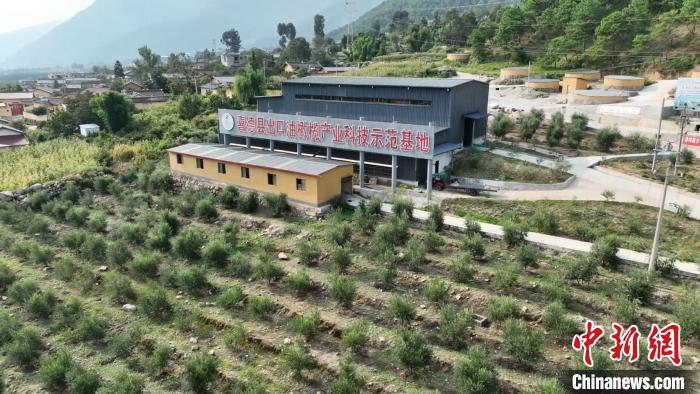 伍合村的油橄欖種植基地?！「呒午?攝