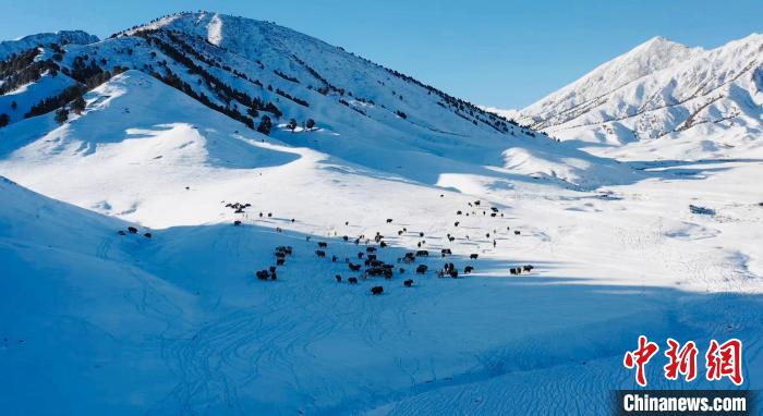 圖為牦牛群在雪地里覓食。　都蘭縣融媒體中心供圖