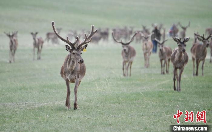 2022年夏日時節(jié)，甘肅張掖市肅南縣祁連山下的馬鹿養(yǎng)殖基地。(資料圖) 楊艷敏 攝