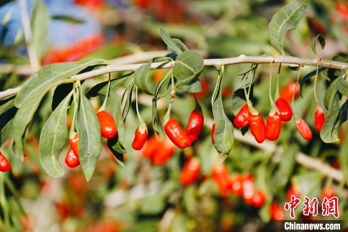 圖為柴達(dá)木盆地有機(jī)枸杞?！O睿 攝