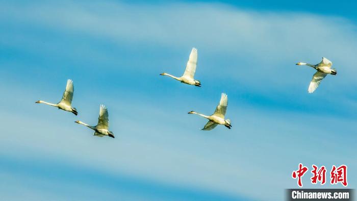圖為天鵝在空中飛翔。　何啟金 攝