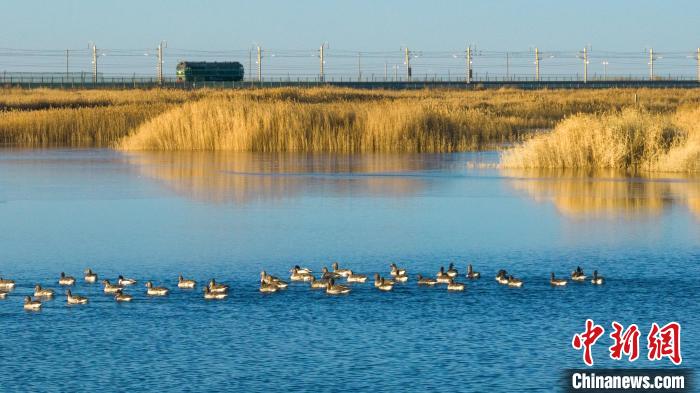 圖為多種野生鳥類在湖中游蕩?！『螁⒔?攝