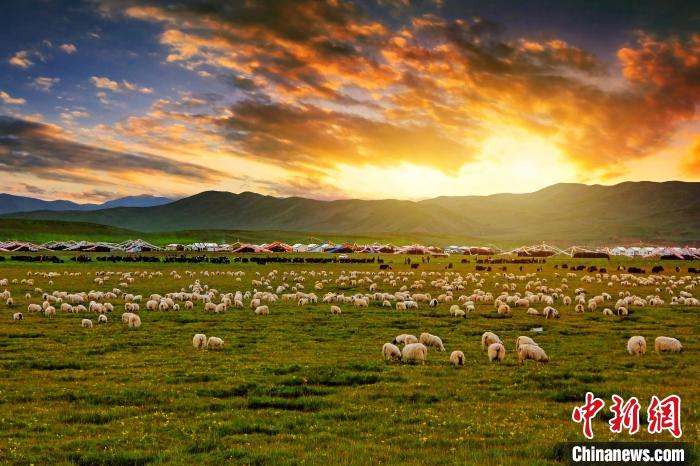 資料圖為青海省玉樹州稱多縣草原風(fēng)光?！」?攝