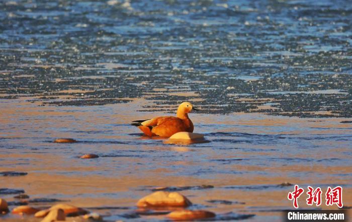 圖為赤麻鴨自在游曳?！“兹斩〔冀?攝