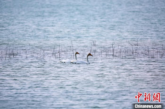 圖為天鵝在湖面嬉戲?！◇泱憔?攝