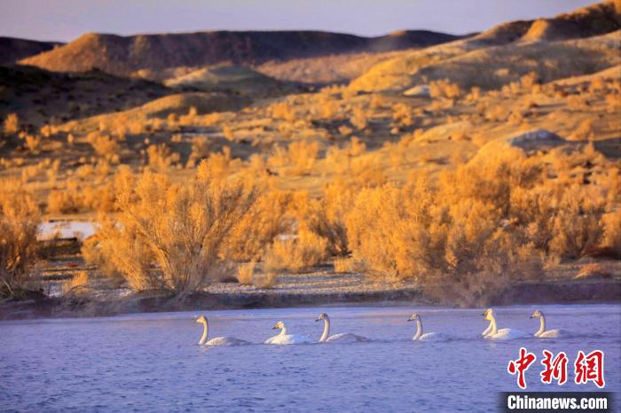 圖為黃河岸畔貴德縣迎來天鵝“做客”。　筱筱君 攝