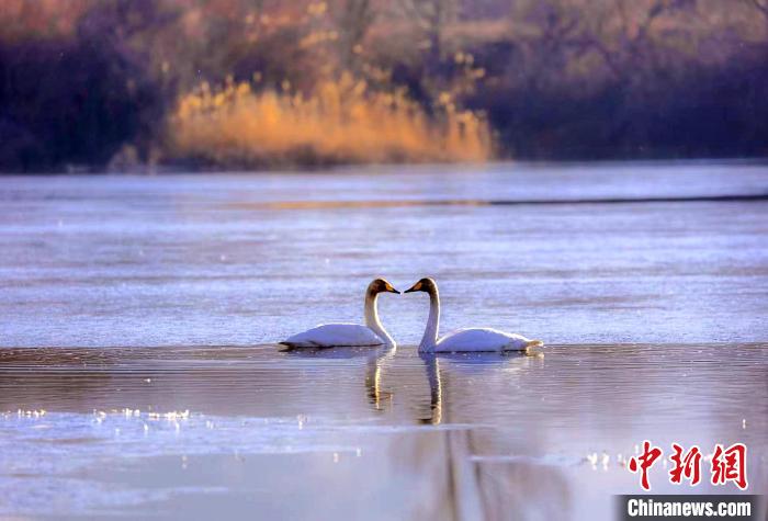 圖為天鵝在湖面嬉戲?！◇泱憔?攝