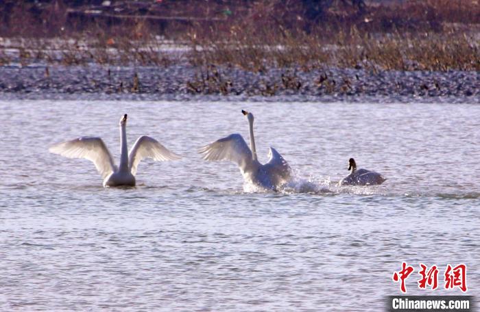 圖為黃河岸畔貴德縣迎來天鵝“做客”?！◇泱憔?攝