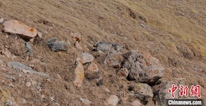 圖為兔猻?！±?攝