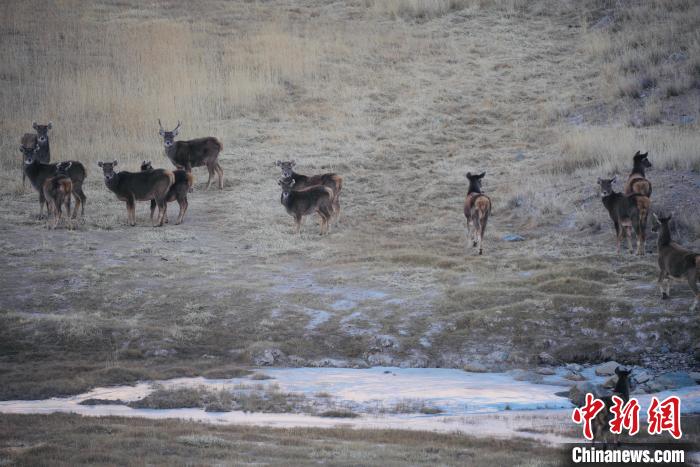 圖為都蘭縣境內(nèi)的野生動(dòng)物?！±?攝