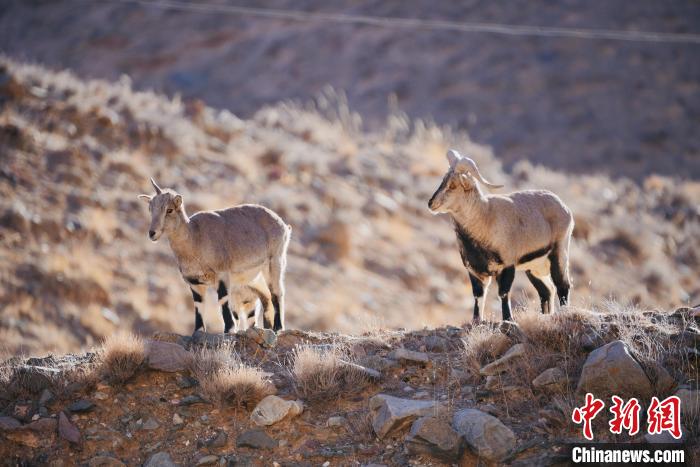 圖為都蘭縣境內(nèi)的野生動(dòng)物?！±?攝