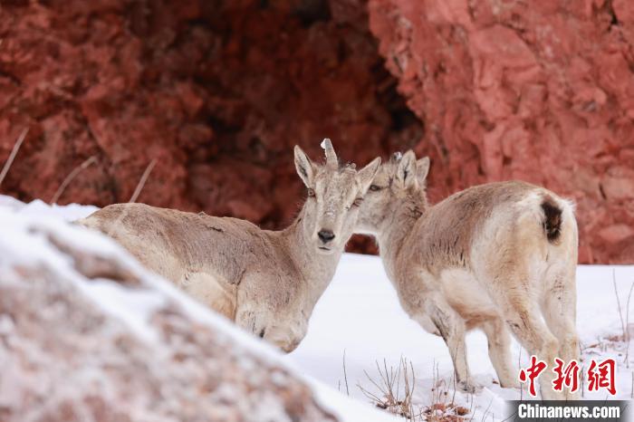 圖為在雪中悠然自得的巖羊?！“兹斩〔冀?攝