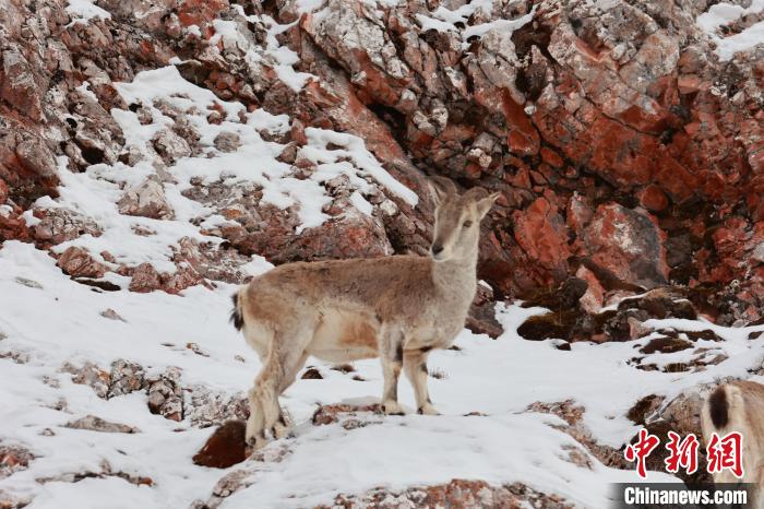 圖為在雪中悠然自得的巖羊?！“兹斩〔冀?攝