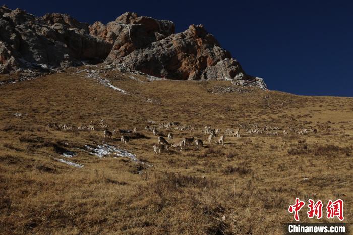 圖為巖羊群。　白日丁布江才 攝