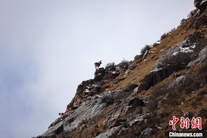 圖為在山崖上站立的巖羊。　白日丁布江才 攝