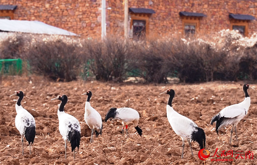 香格里拉納帕海濕地的黑頸鶴。和志榮攝